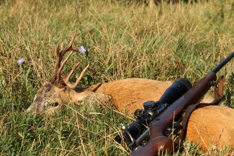 őzbak vadászat, Cigánd